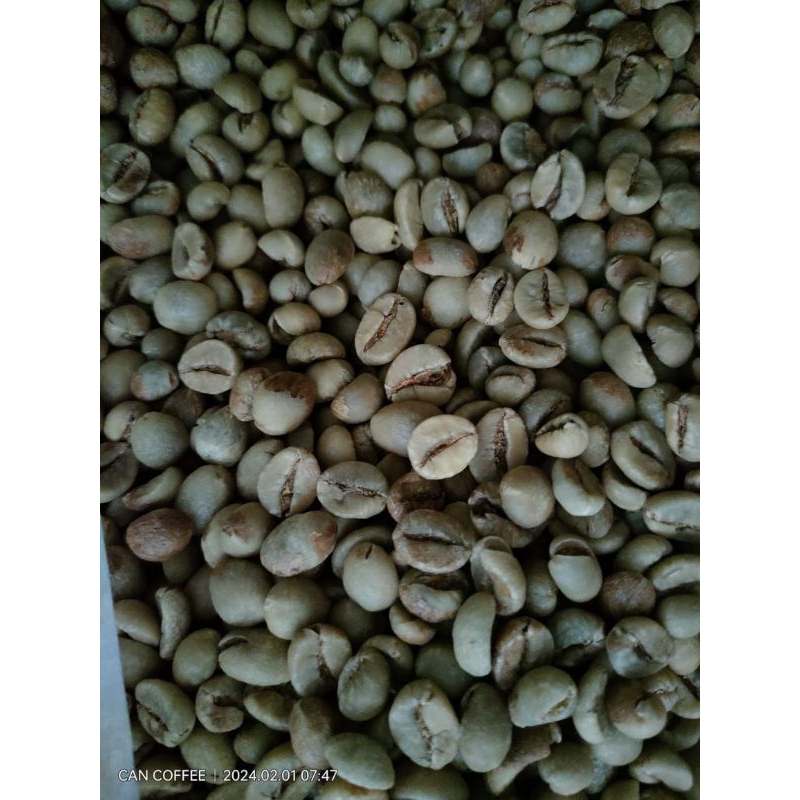 

kopi robusta asalan.