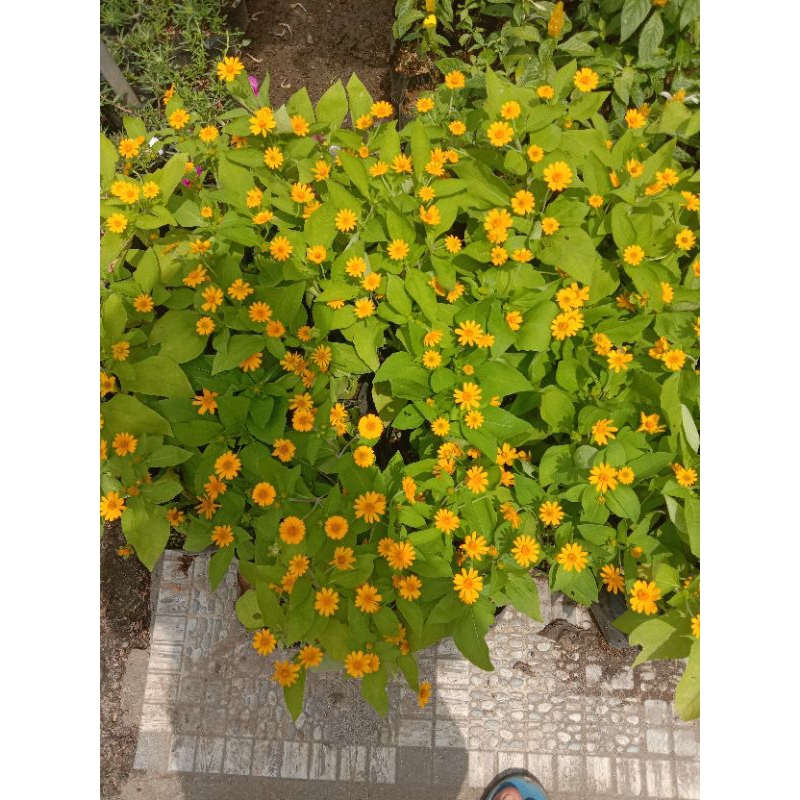 bibit bunga matahari beli(2)bonus(1)bibit jeruk kasturi