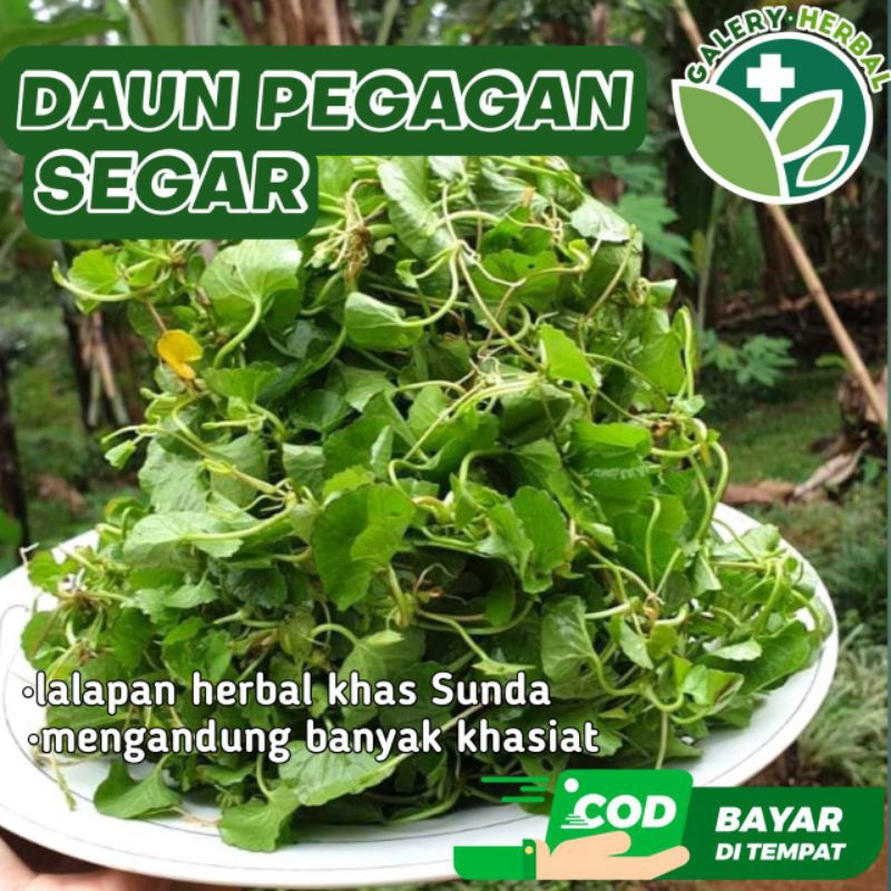 

Daun Pegagan Daun Antanan Segar 200gr Lalapan Herbal / Daun Kaki Kuda