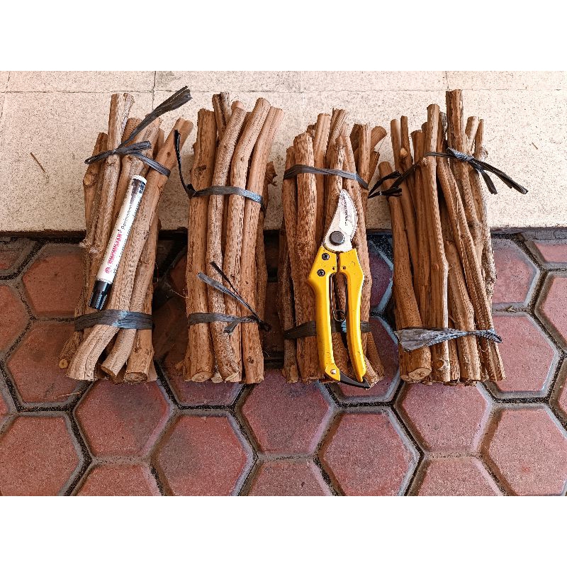 RS Rootstock DOGRIDGE USA cuting cutting fresh