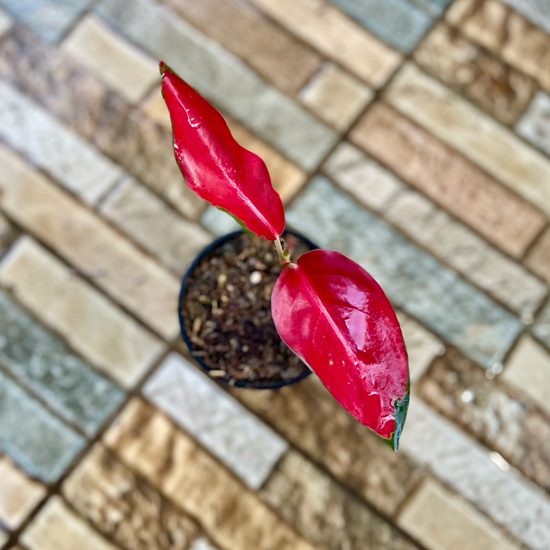 Aglaonema Kochin Red Ayu + dud anja