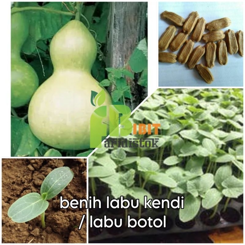 50 biji benih labu kendi / labu botol