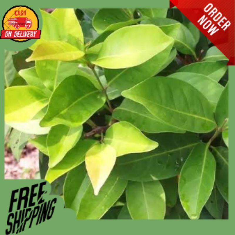 

Daun Salam isi 6 lembar bahan bumbu masak