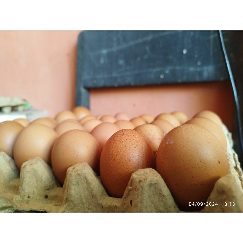 

Telur Ayam Negeri Kiloan