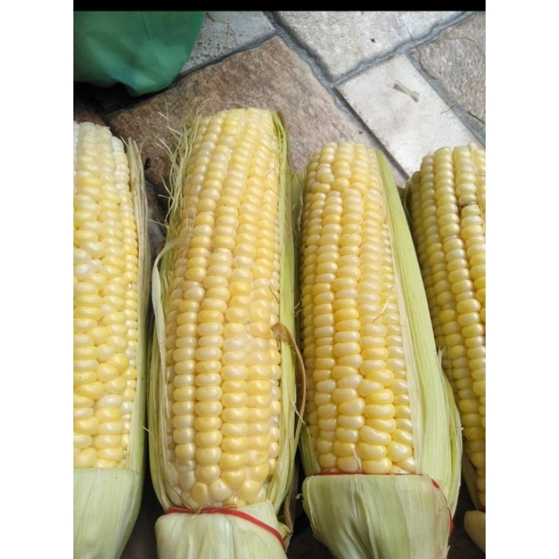 

jagung