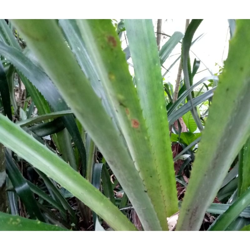 

Daun nanas merah nanas hutan 1 kg