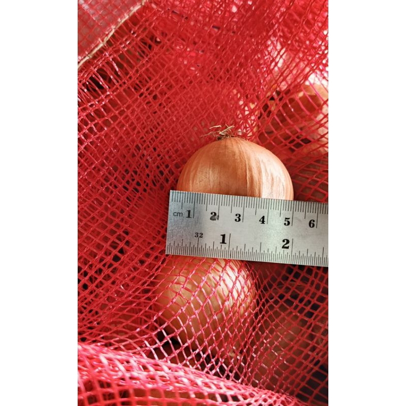

Bawang Bombay New Zealand 50/60 Import