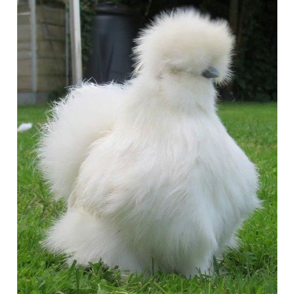 TELUR FERTIL AYAM HIAS SILKY AYAM KAPAS UNTUK DI TETASKAN