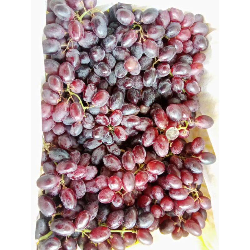 

buah anggur full manis 1 kg