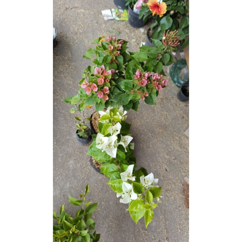 pesanan bougenville hawai dan putih/265