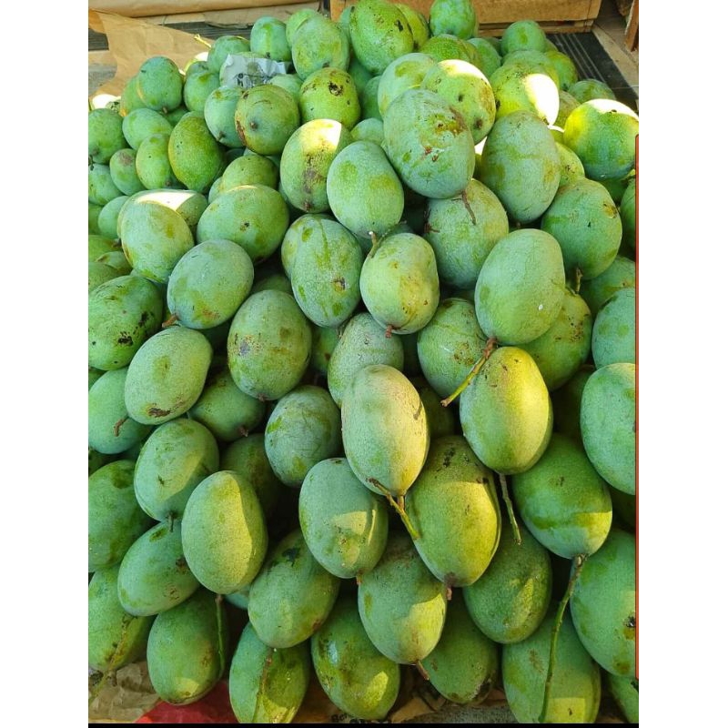 

Mangga Manalagi Madu