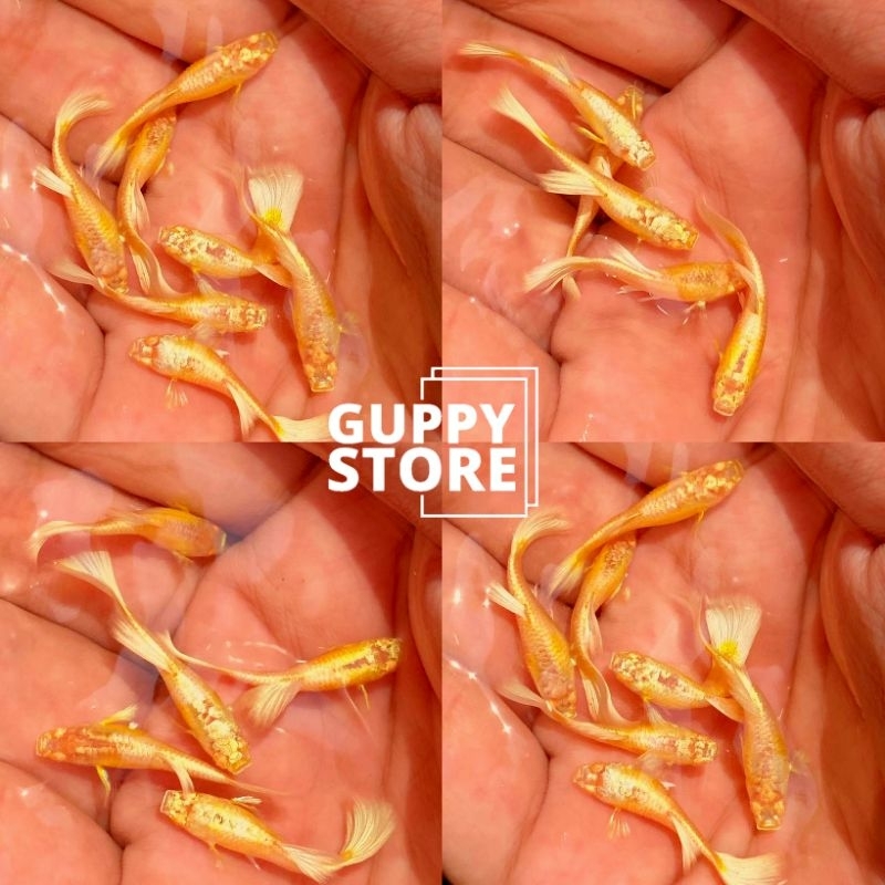 

KARDUS EXTRA AL - FULL GOLD