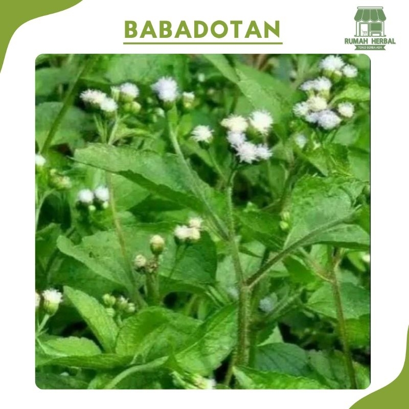 

Daun Babadotan Segar 250 Gram Obat Herbal / Obat Tradisional Termurah