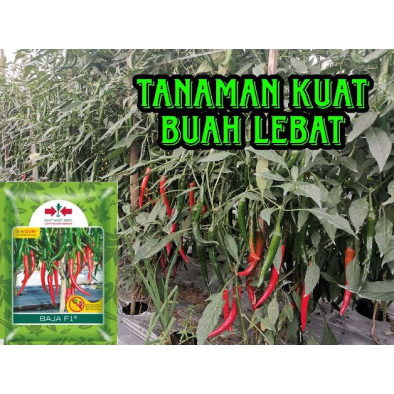 

Benih Cabai Jumbo Baja F1 Produksi Tinggi (Tahan Virus) Expayed. 2025 (Baru Panjang) isi 1500 butir, Cap Panah Merah