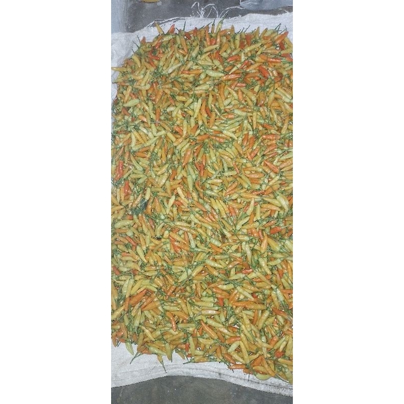

cabe rawit merah Ori langsung dari petani