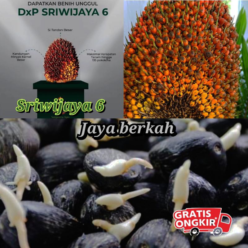 bibit sawit dxp Sriwijaya 6 isi 250 butir