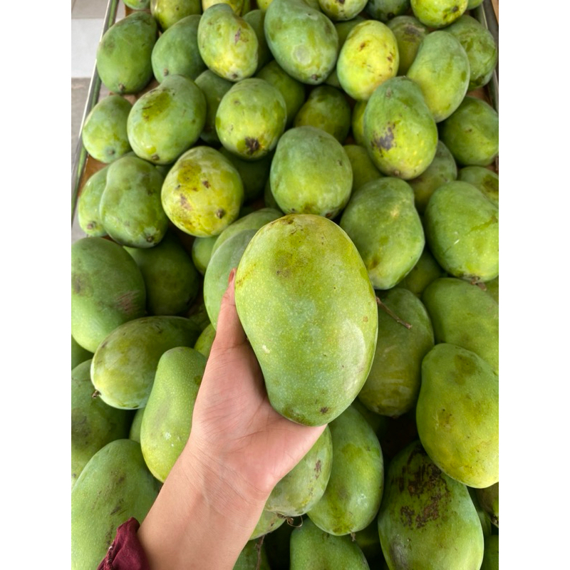 

Mangga Gadung Harum manis