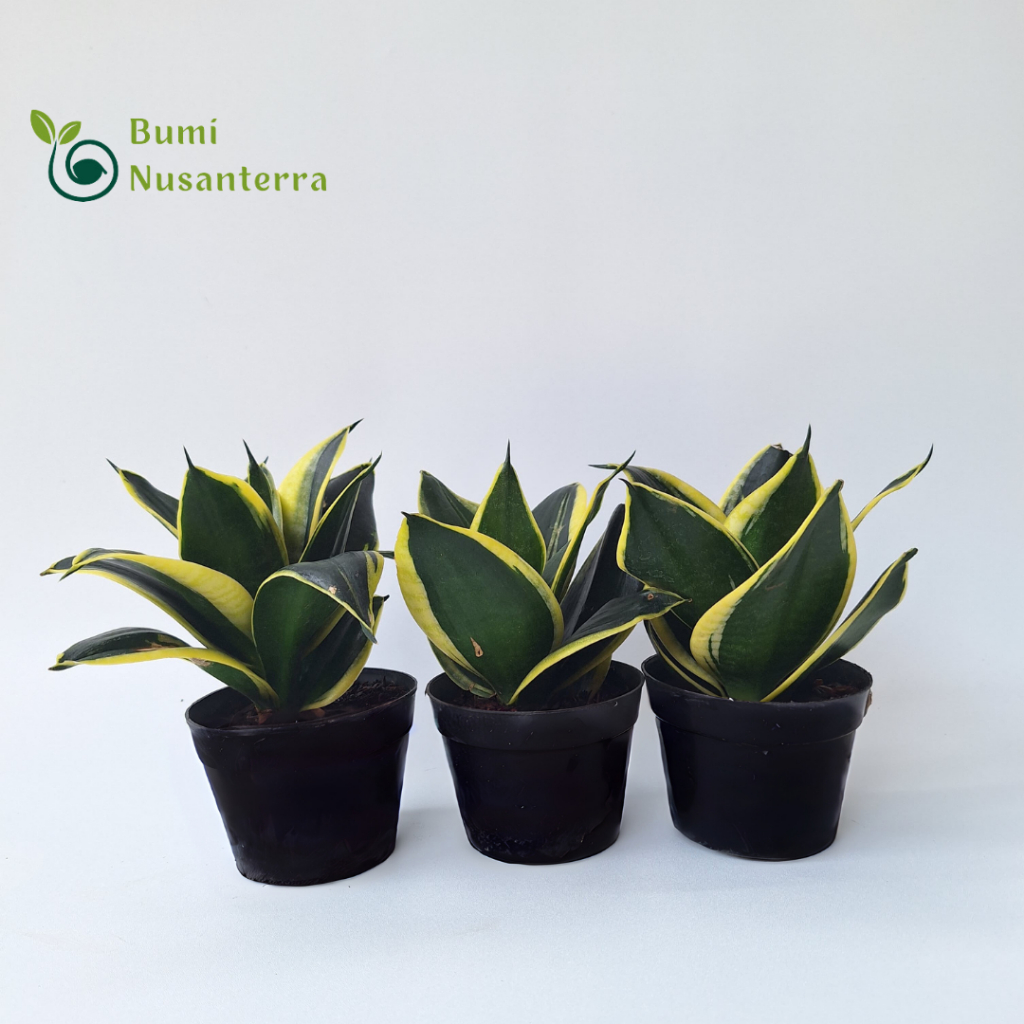 Sansevieria Pagoda Mini | Tanaman Hias Sansevieria include Pot | Bumi Nusanterra
