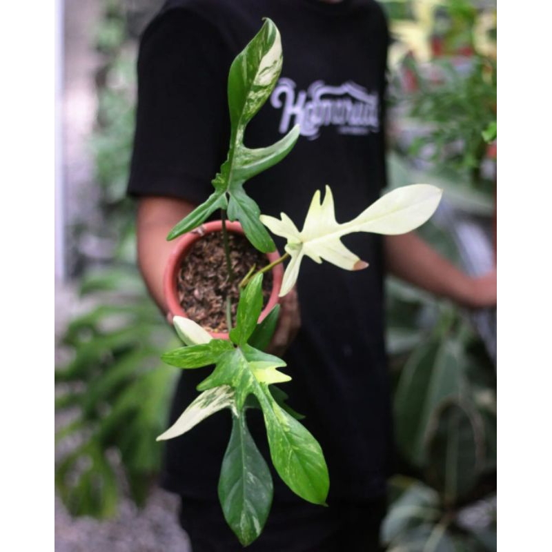 Philodendron Florida Beauty