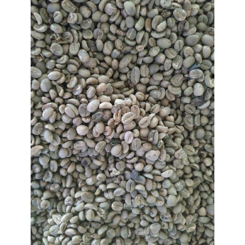 

Greenbeans Biji Kopi Arabika Seko Luwu Komersil | Semi wash proses