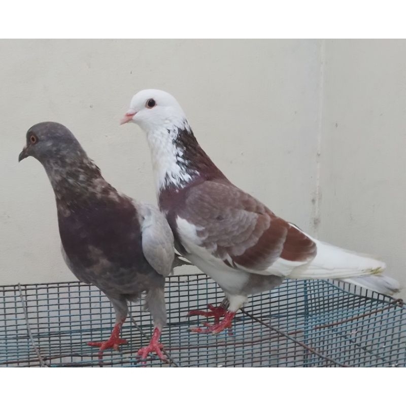 MERPATI KOLONG GIRING KEKET (PASANGAN WARNA RANDOM)
