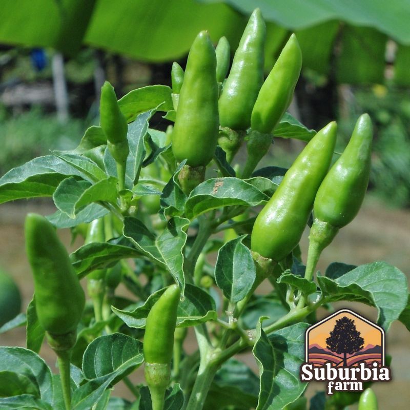 30 Biji Benih Cabai Rawit Hijau Tegak Bibit Cabe Rawit Dataran Rendah