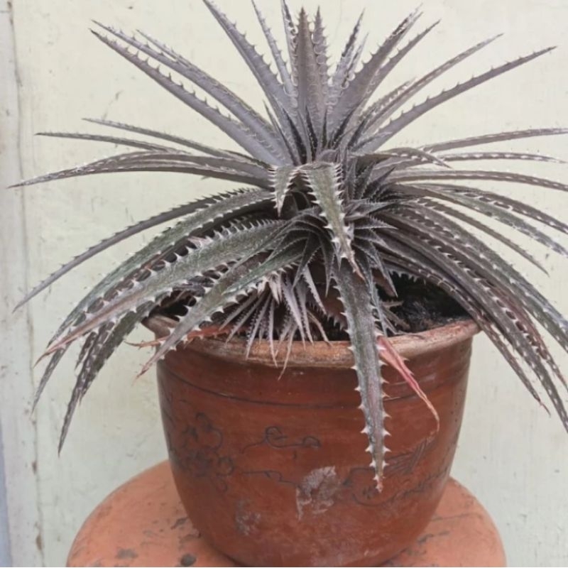 dyckia ungu