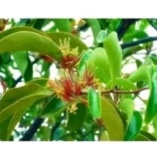 

BENALU KELOR 100 GRAM