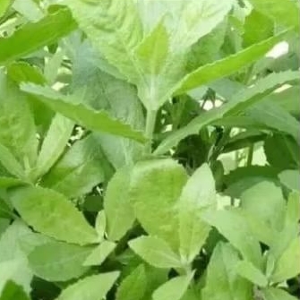 

DAUN BELUNTAS/LUNTAS 500 GRAM