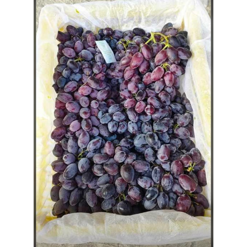 

Anggur Autum Royal tanpa biji