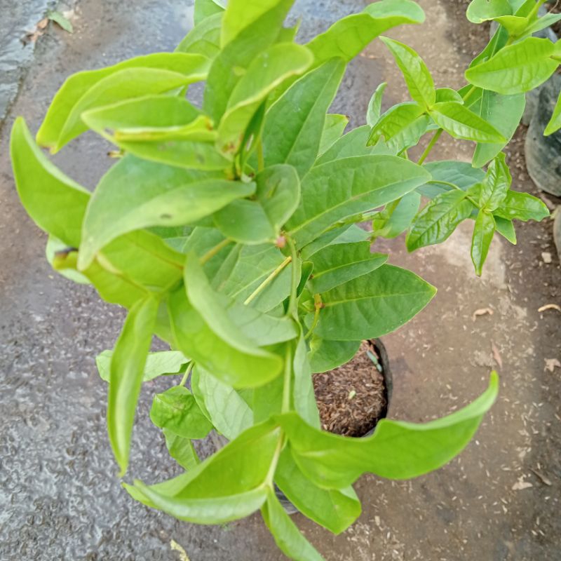 buah jambu kancing merah/jambu air merah siap tanam
