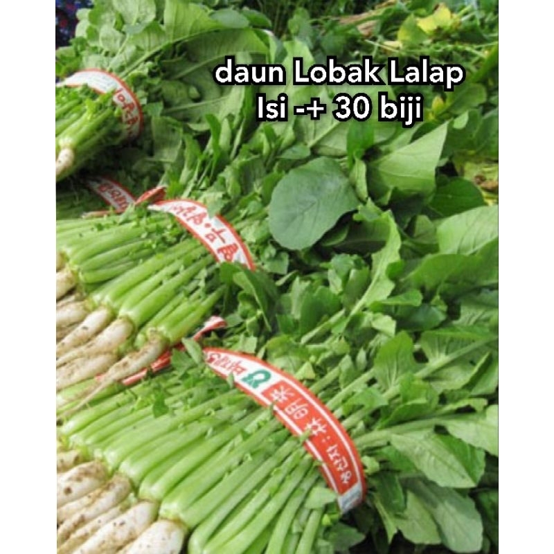 Benih Biji Daun Lobak Lalap / Lobak kimchi