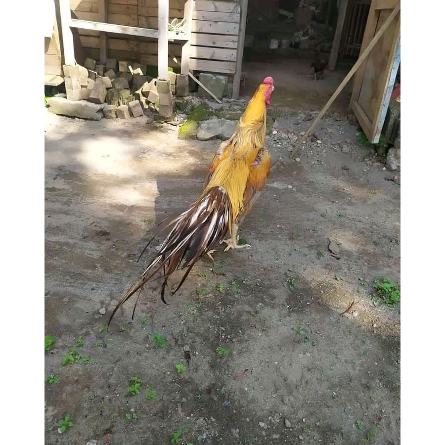Telur Ayam Bangkok Ekor Lidi (fertil) jawara.
