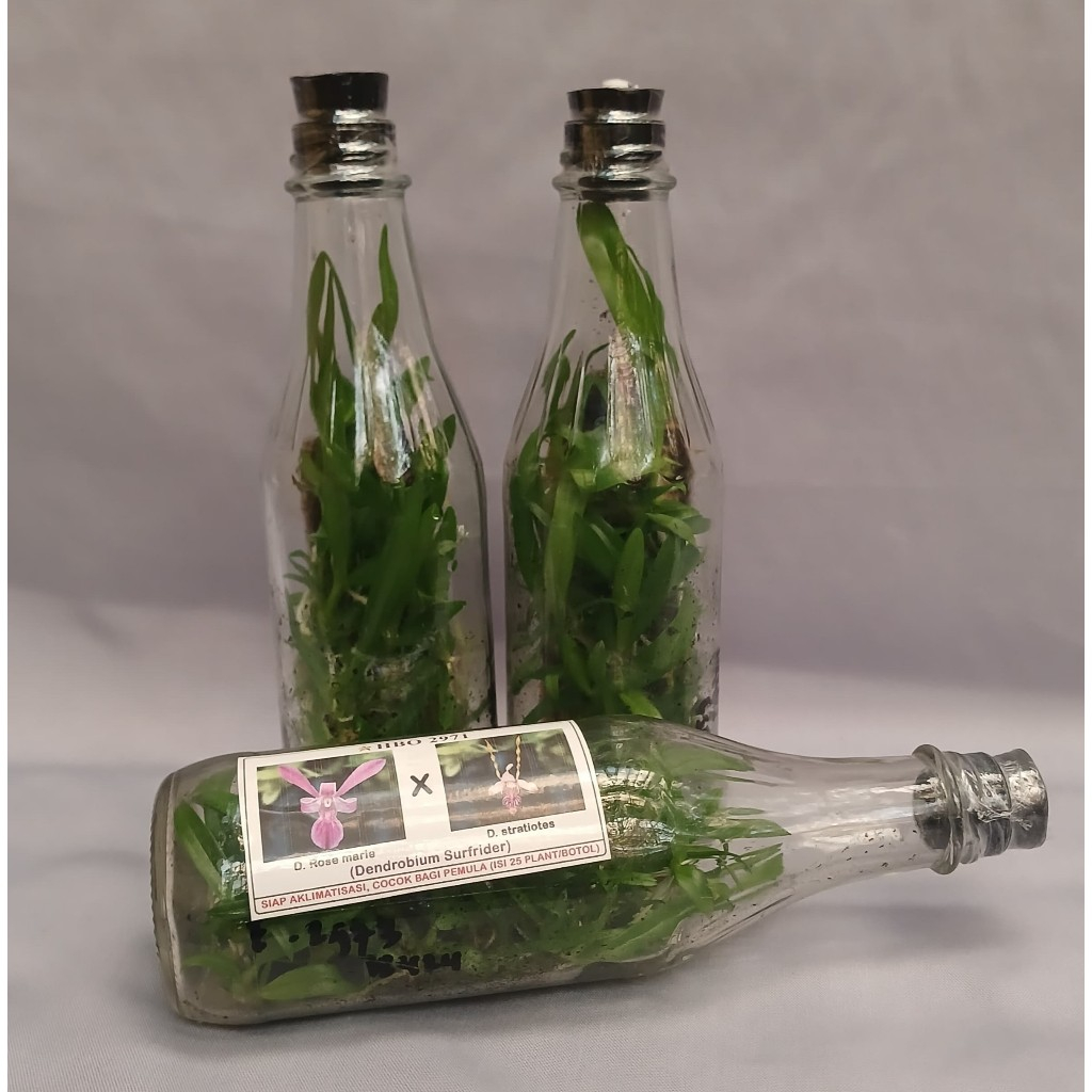 Bibit Botol Anggrek Dendrobium Murah berID