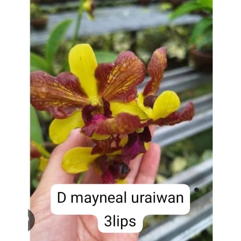 Anggrek Dendrobium Mayneal Uraiwan 3lips Dewasa