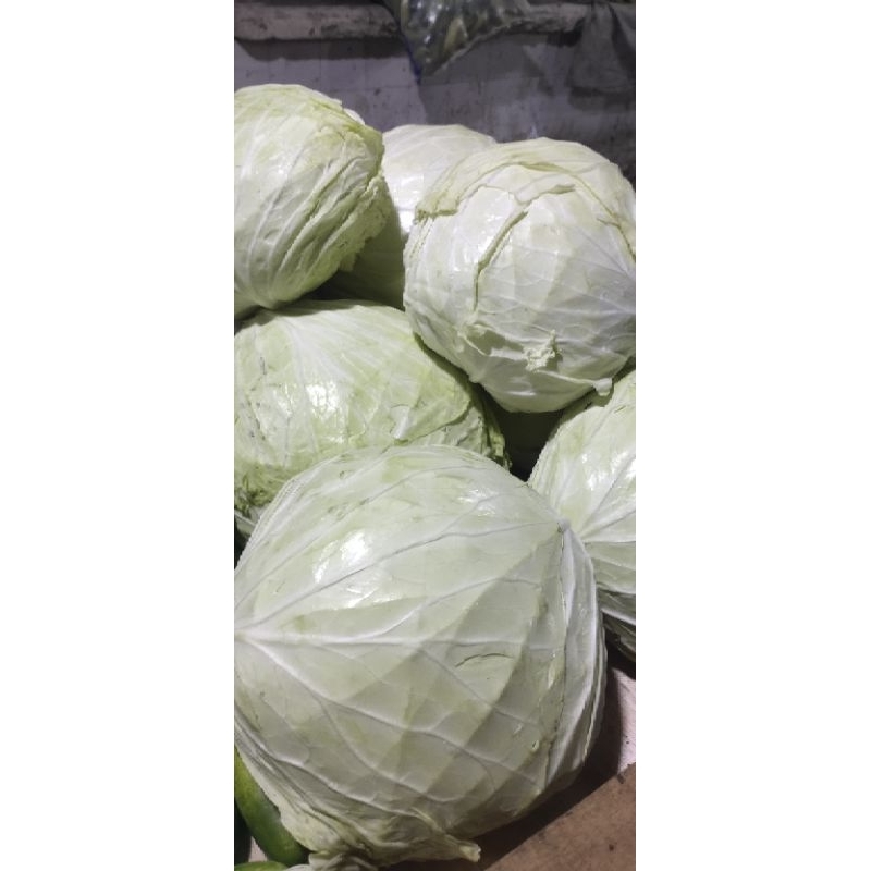 

Kol Putih fresh segar 500 Gr