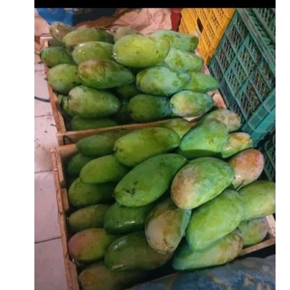 

MANGGA KYOJAY PER KG