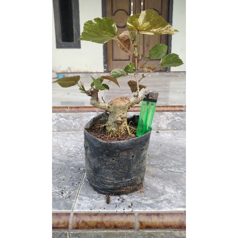BAHAN BONSAI WARU VARIGATA
