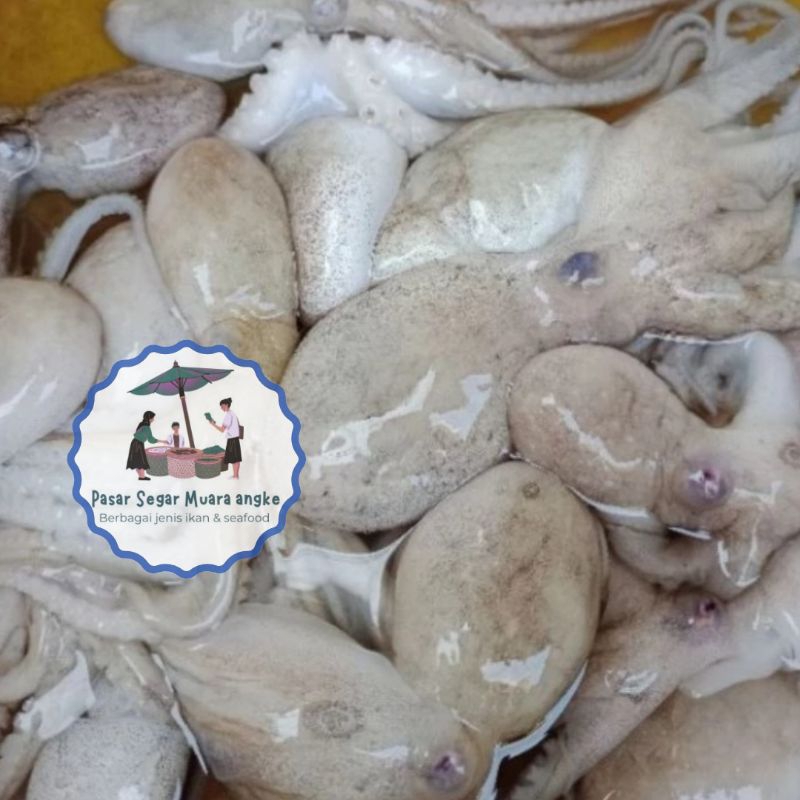 

Baby octopus segar 1 kg