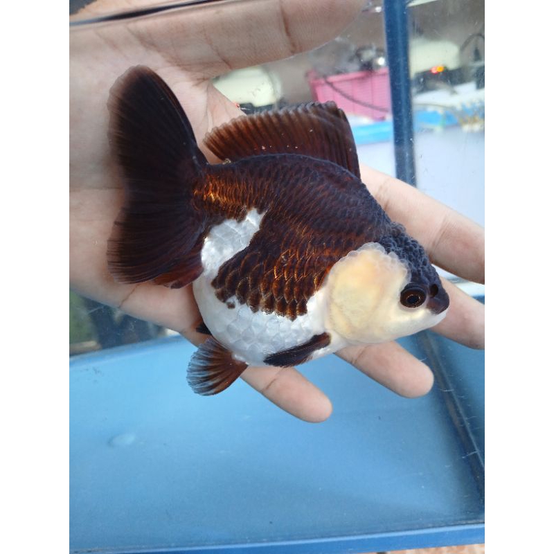 goldfish oranda panda 11-12 cm