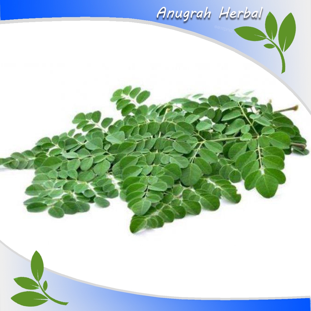 

Daun Kelor Segar Fresh 1 kg langsung petik