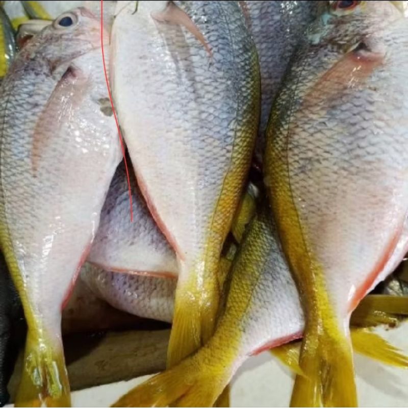 

ikan laut ekor kuning 1kg
