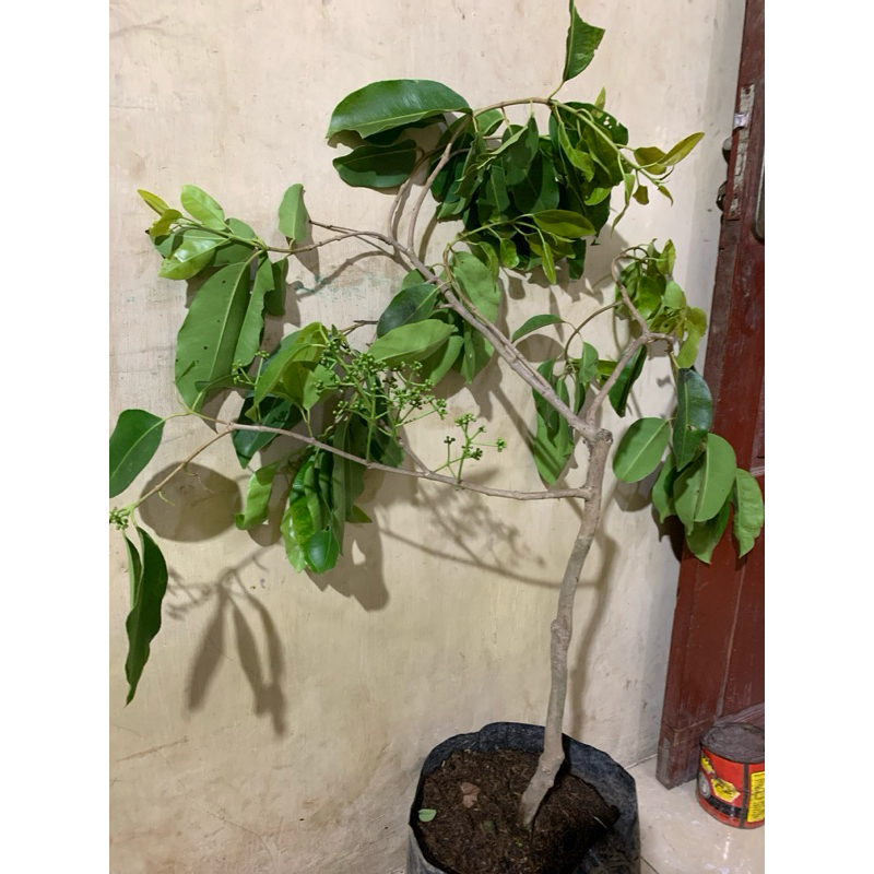 bibit juwet  Jamblang putih berbunga