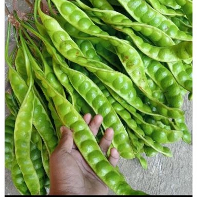 

Pete fresh baru petik 10 papan//Pete//lalapan