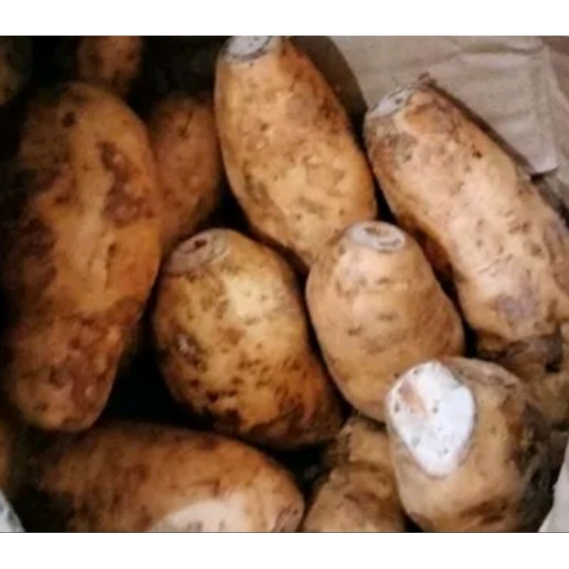 

UBI MADU UBI CILEMBU 500GR BISA DI BAKAR PANGGANG