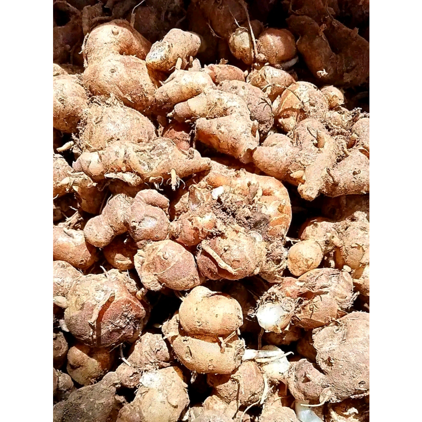 

kencur cikur segar asli garut 500gr