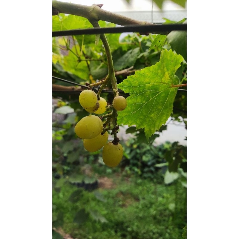 CUTTING / Entres Shine Muscat Korea | Valid 100 PERSEN