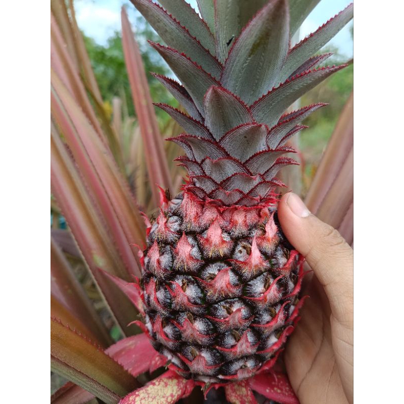 

NANAS MUDA || HERBAL ALAMI || buah lebih besar