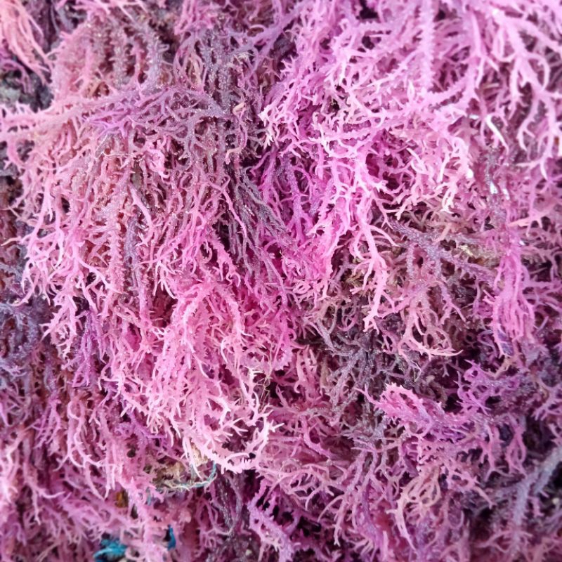 

Rumput Laut Kering Eucheuma Spinosum Asli dari Sulawesi Selatan Berat 1 Kg alami belum dibersihkan