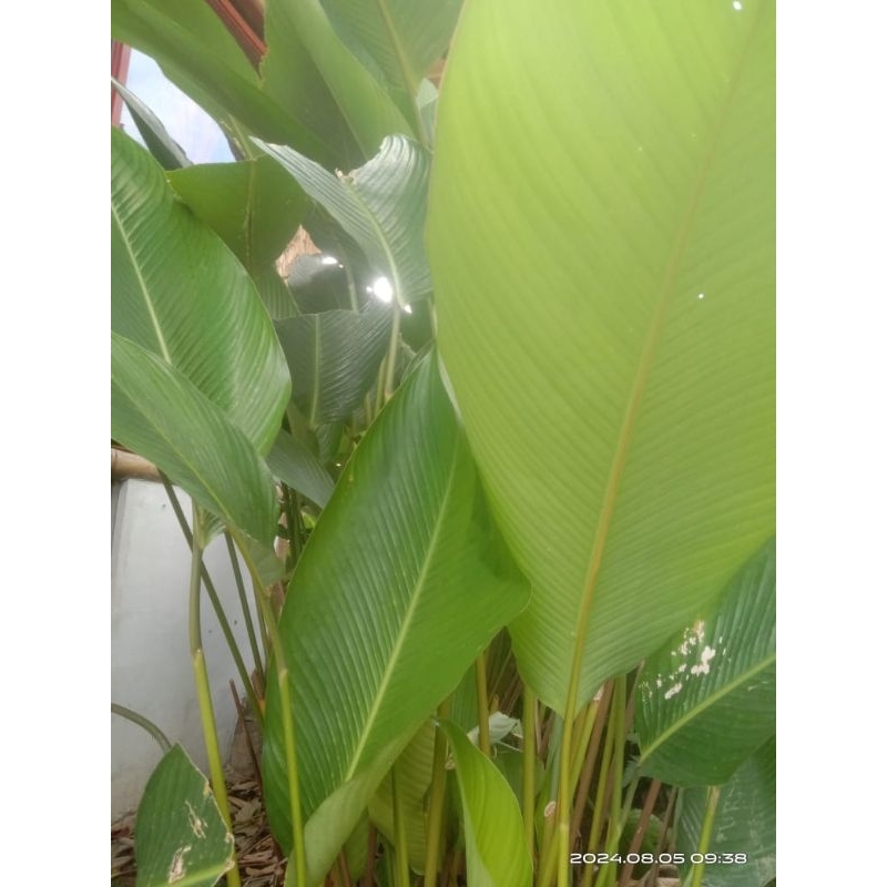 

Daun patat/ikat isi 20 Lembar